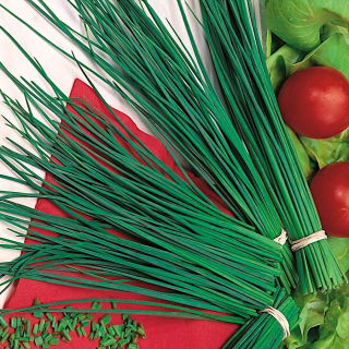 Chives Volcano seeds - Allium schoenoprasum - 850 seeds