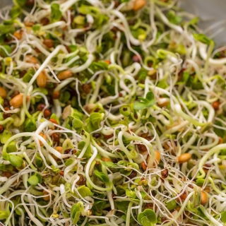 Semillas germinadas - selección relajante - 