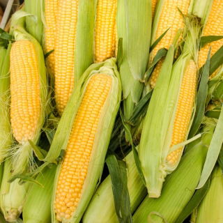 スイートコーン「アンブロシア」 - Zea mays convar. saccharata var. Rugosa - シーズ