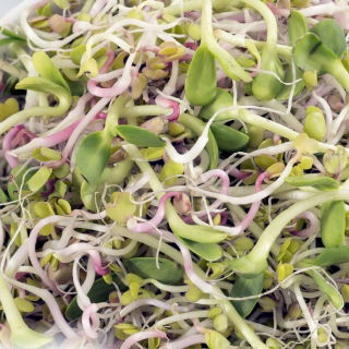 Sprouting seeds - "Vita Plus" mix