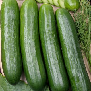 Gurke 'Olympus' - Freilandgurke 