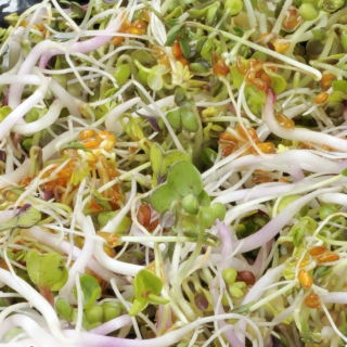 Sprouting seeds - Mix Uroda (Beauty mix)