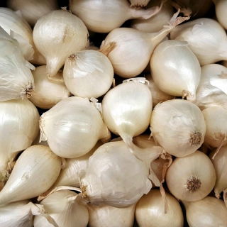 Tavaszi hagyma - fehér - 10 kg; zöld hagyma
