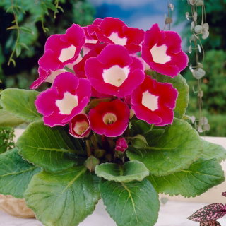 Gloxinia - Blanche De Meru