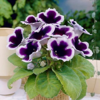 Gloxinia, Gloxinie Kaiser Wilhelm