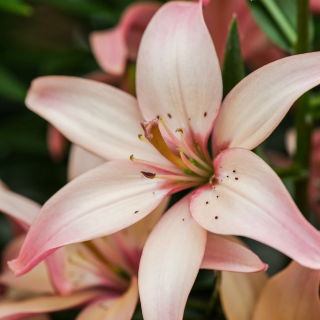 Lilium, Lily Jednostavan valcer - lukovica / gomolj / korijen - Lilium Asiatic Easy Waltz