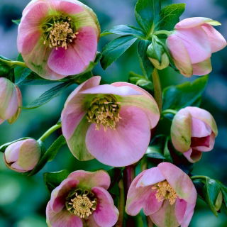 Helleborus orientalis
