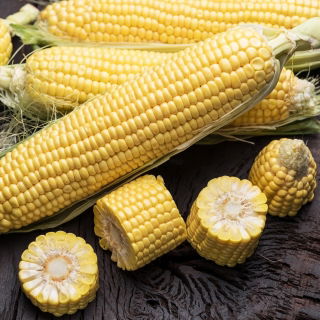 설탕 옥수수 "암모니아"- 직접적인 소비와 보존을 목적으로하는 중간 종류 - Zea mays convar. saccharata var. Rugosa - 씨앗
