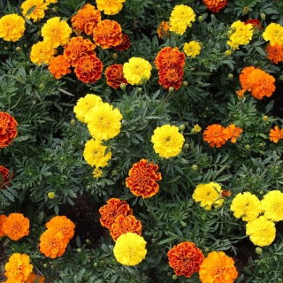 Fransk guldfärg II - Frön av 4 blommande växter "arter - 