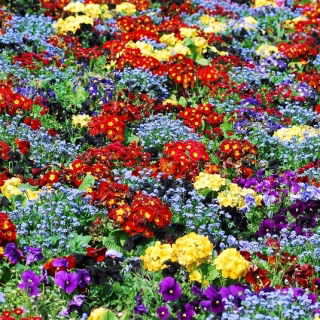 Primrose, nepamirškite ir sodo pansies - 6 žydinčių augalų veislių sėklos - 