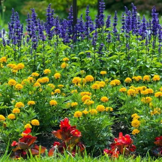 Mealycup salvie, marigold og begonia - frø af 3 arter - 