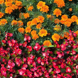 Begonia roja en continuo florecimiento + caléndula francesa - semillas de 2 especies de plantas con flores - 