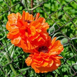 Hoa anh túc phương Đông - đỏ, hoa kép -  Papaver orientale - hạt