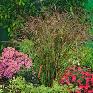 Switchgrass - Rotstrahlbusch - 
