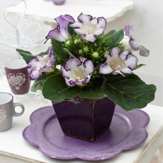 Gloxinia "Tigrinia Blue" - alb-albastru, înflorit pete; Clopotele Canterbury, adevărata gloxinia - 