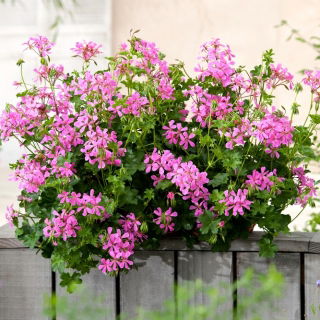 Ivy-leaved pelargonium "Fuchsia F1" - lila; kaskaderande pelargon - 