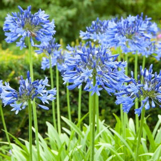 Agapantos - azul - Agapanthus
