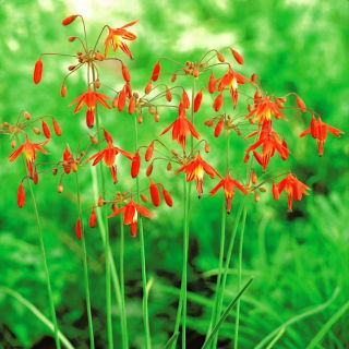 Bessera elegans - пакет из 5 штук