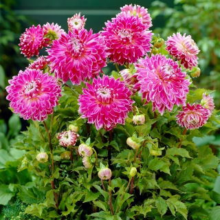 Dahlia Vancouver - củ / củ / rễ