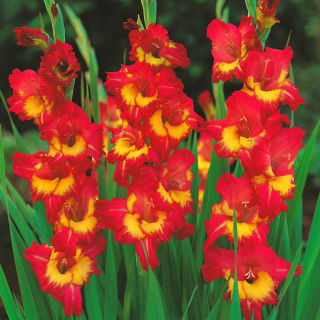 Gladioly Ďaleký západ - 5 ks; Mečová ľalia - Gladiolus Far West