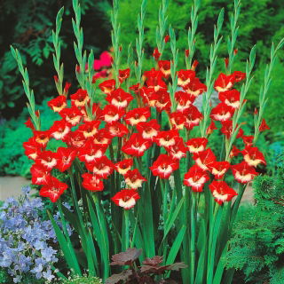 Gladiolsläktet Mademoiselle de Paris - paket med 5 stycken - Gladiolus Mademoiselle de Paris
