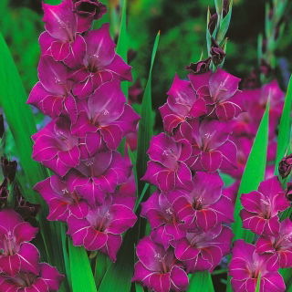Gladiolus Violetta - pakke med 5 stk