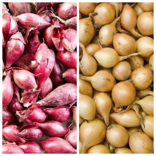 Forårsløg - gul + rød - 2 x 5 kg; grønt løg - 