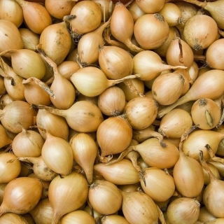 Taze soğan - sarı - 10 kg; yeşil soğan - 