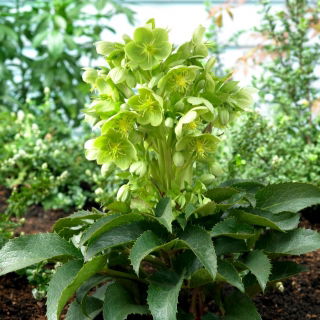 Héllébore de Corse - Helleborus argutifolius