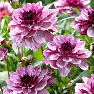 Dahlia - Creme de Cassis