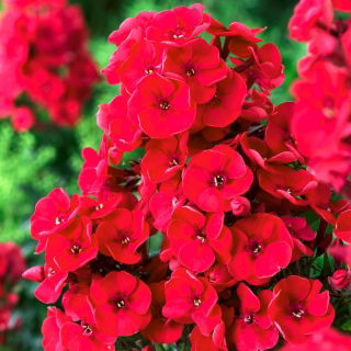 Флокс Червен - луковица / грудка / корен - Phlox