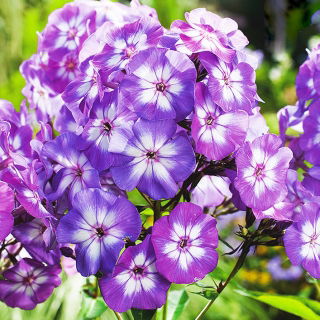 Vlambloem - Laura - Phlox