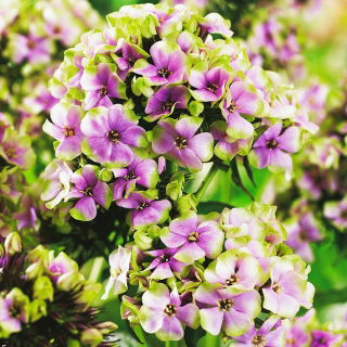 Флокс - Sherbet Blend - Phlox