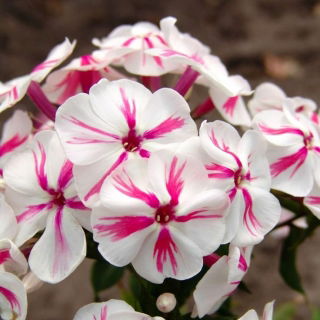 Флокс - Twister - Phlox