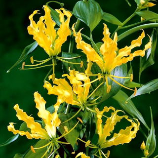 Gloriosa superba