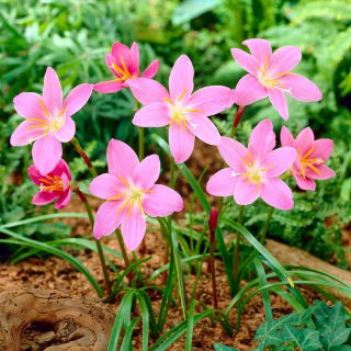 Habranthus Robustus, Copperlily brazilian, Roz Lily, Pink Rain Lily - 10 bulbi