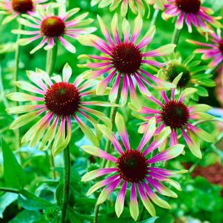 Ехинацея, Coneflower Green Envy - луковица / грудка / корен - Echinacea purpurea