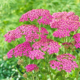 Gemeine Schafgarbe - Lilac Beauty - violett