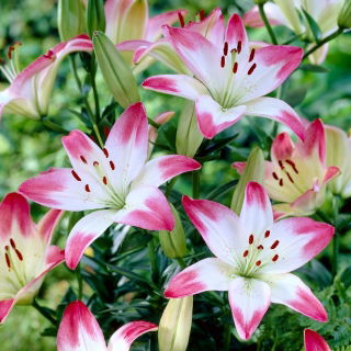 Lilyum, zambak pembe ve beyaz - ampul / yumru / kök - Lilium