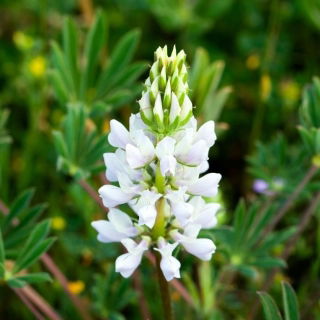 Lupin dulce îngust „Tango” - 25 kg; lupin cu frunze înguste, lupin albastru - 