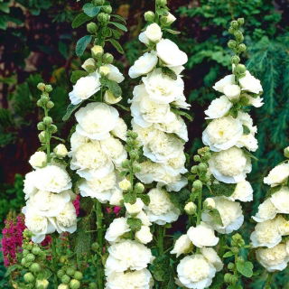 Parastā kāršroze - White - balts - Althaea rosea