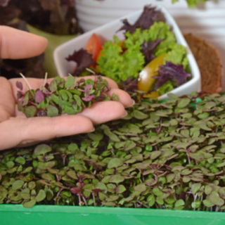 Microgreens - Lila perilla - kivételes ízű fiatal levelek; Japán perilla - 3000 mag -  - magok