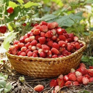 Dâu tây "Mignonette" dâu rừng, dâu tây Alps, Dâu Carpathian, dâu tây châu Âu, fraisier des bois - 320 hạt - Fragaria vesca