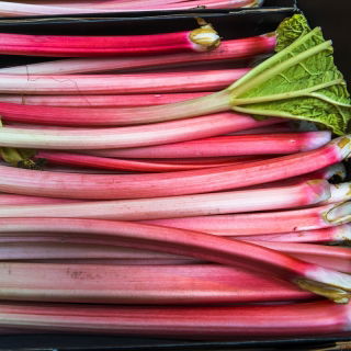 Rheum, Rhubarb Goliath - umbi / umbi / akar - Rheum rhabarbarum