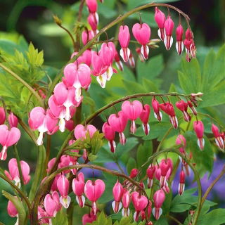 Dicentra, Bleeding Heart Rose - ampul / yumru / kök - Dicentra spectabilis