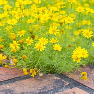 Dahlberg Daisy, Biji Golden Fleece - Thymophylla filifera - 1500 biji - Thymophylla  - benih