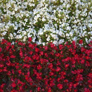 Polsk flag - frø af 2 blomstrende planters arter - 