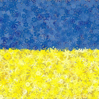 Ukrainian Flag - a set of seeds of two flowering plant varieties