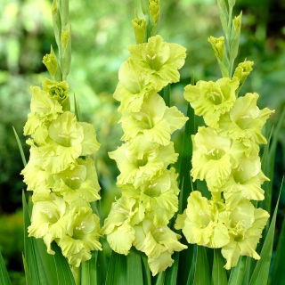 Gladiolus النجم الأخضر - 5 البصلة - Gladiolus Green Star