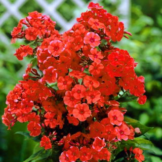 Флокс - оранжевый - Phlox